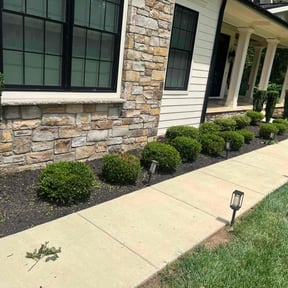 Bush Trimming by AP Landscapers reviewed on September 3, 2024