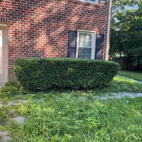 Bush Trimming by Trevor Hall reviewed on June 4, 2021