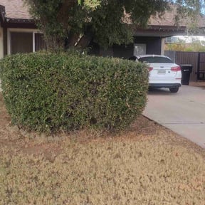 Bush Trimming by Cornhuskerxleaning and More LLC reviewed on October 5, 2024