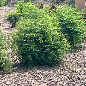 Bush Trimming by Father and son handyman reviewed on July 29, 2021