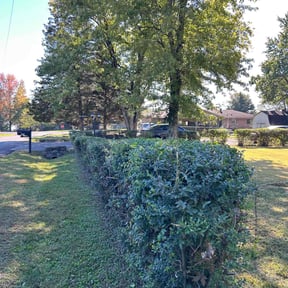 Bush Trimming by Serrano's House Care reviewed on July 20, 2022
