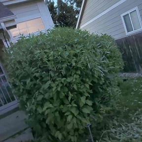 Bush Trimming by YFC Lawn Care and Maintenance reviewed on May 5, 2022