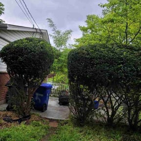 Bush Trimming by Lawn services JAV reviewed on September 6, 2024