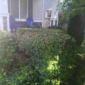 Bush Trimming by Luxury Lawn Care reviewed on June 14, 2022