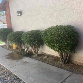 Bush Trimming by Fosters lawn and aeration LLC reviewed on October 26, 2024