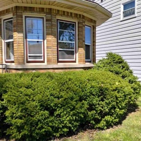 Bush Trimming by Ward Family Management Co., LLC reviewed on April 4, 2022