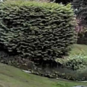 Bush Trimming by Ford year-round Lawn Service reviewed on May 16, 2022