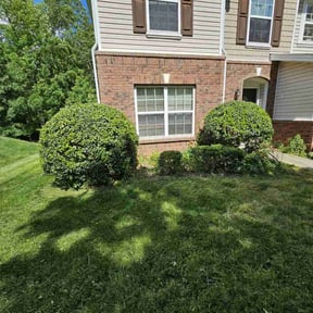 Bush Trimming by Hargett lawn services reviewed on November 26, 2024