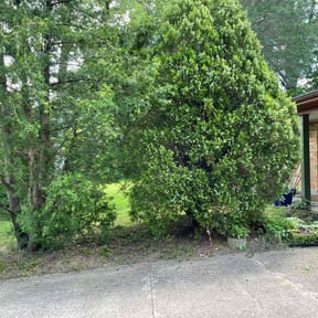 Bush Trimming by Happy plantsman reviewed on September 12, 2024