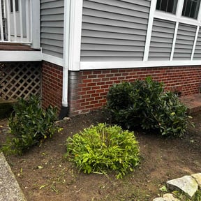 Bush Trimming by AP Landscapers reviewed on September 3, 2024