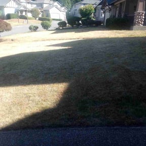 Bush Trimming by Lawns by Lopez reviewed on February 21, 2025