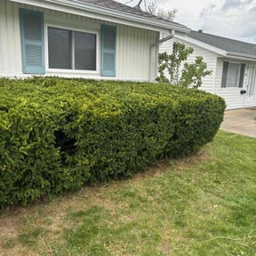 Bush Trimming by On the Go Landscaping reviewed on June 8, 2025