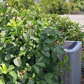 Bush Trimming by Efrain Marrero reviewed on July 28, 2022