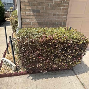 Bush Trimming by Arocho Landscaping reviewed on July 30, 2020