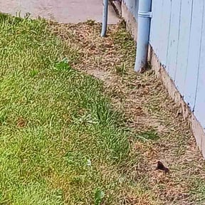 Flower Bed Weeding by John Taylor reviewed on June 28, 2022