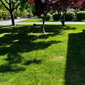 Leaf Removal by David Peters reviewed on May 5, 2022