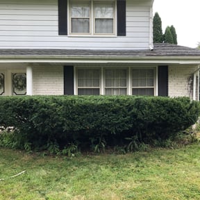Bush Trimming by DNP clean yard service reviewed on June 10, 2022