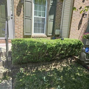 Bush Trimming by Bright Landscaping Services reviewed on October 5, 2021