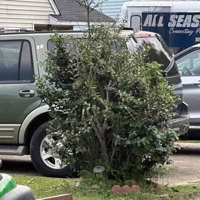 Bush Trimming by Pacific Blu LLC reviewed on July 26, 2025