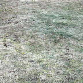 Leaf Removal by Harvey Handy & Lawn reviewed on May 19, 2025