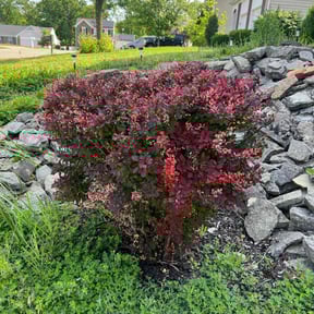 Bush Trimming by Genee Buckner reviewed on June 24, 2022