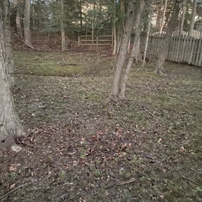 Leaf Removal by The Business reviewed on October 31, 2024