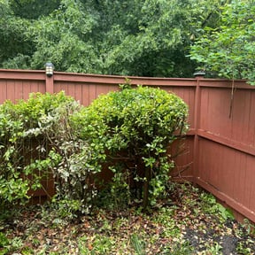 Bush Trimming by CSM Property Maintenance reviewed on September 28, 2021