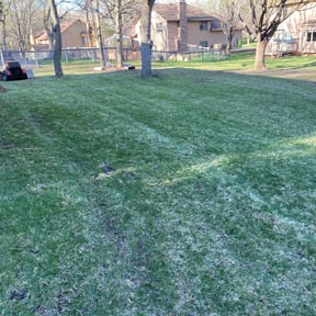 Cleanups by WBG Lawn Solutions reviewed on July 14, 2025