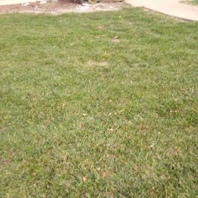 Leaf Removal by Black horse reviewed on May 29, 2022