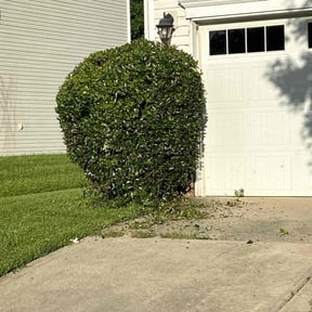 Bush Trimming by C.A.N. Lawn Services LLC reviewed on June 13, 2025