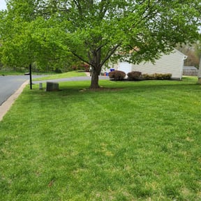 Leaf Removal by David Perez reviewed on May 17, 2022