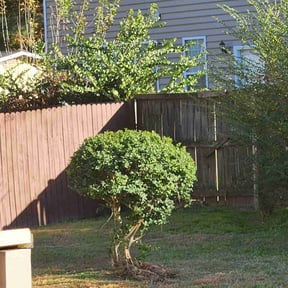 Bush Trimming by A&amp;T Mobile Detailing and Home Renovation reviewed on April 11, 2025