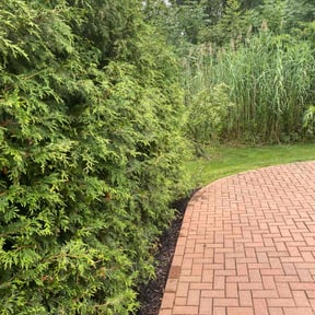Bush Trimming by S &S lawn care reviewed on July 18, 2022
