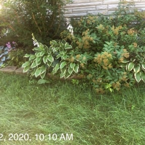 Bush Trimming by Morgan's Mowing and More reviewed on July 30, 2022
