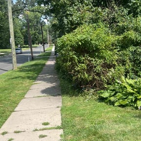 Bush Trimming by Northside lawn Care reviewed on April 24, 2022