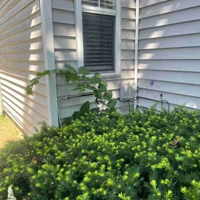 Bush Trimming by Yardscapes reviewed on May 30, 2025