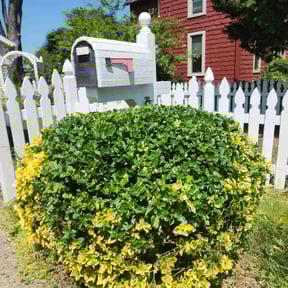 Bush Trimming by Affordable Landscaping reviewed on April 29, 2022