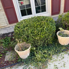 Bush Trimming by MPV Landscaping reviewed on April 30, 2022
