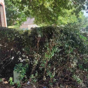 Bush Trimming by LSLTAustin/SanAntonioEmerald reviewed on September 25, 2024
