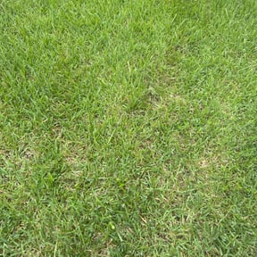 Cleanups by Green Garden The Woodlands reviewed on April 30, 2022
