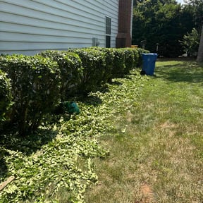 Bush Trimming by Morris Landscaping Services reviewed on July 26, 2025