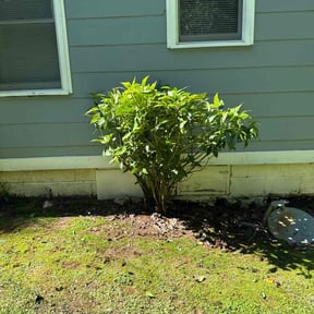 Bush Trimming by Scotton Complete Lawn Care reviewed on April 22, 2025