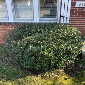 Bush Trimming by Krahns Lawn Services reviewed on March 31, 2022