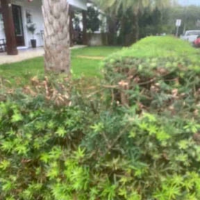 Bush Trimming by Carbon Dioxide Recyclers reviewed on May 5, 2022