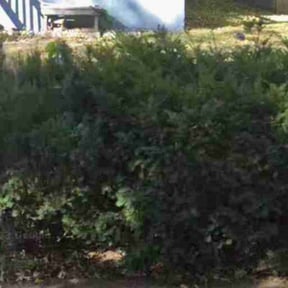 Leaf Removal by Proper Lawn Care Co reviewed on August 5, 2022