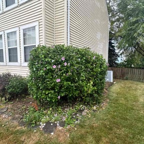 Bush Trimming by Lawn services JAV reviewed on September 6, 2024