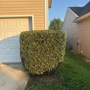 Bush Trimming by Blue Diamond Cleaning Services reviewed on June 30, 2022