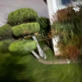 Bush Trimming by Tried & True Landscape reviewed on June 6, 2022