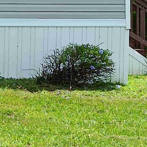 Bush Trimming by LAWNBROZ reviewed on July 20, 2022