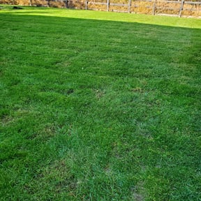 Leaf Removal by Lawncare tech reviewed on June 17, 2022